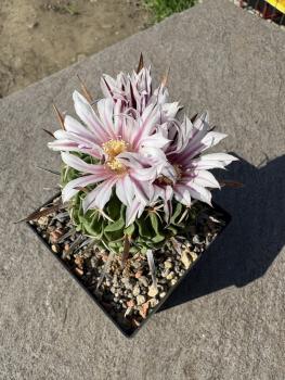 Stenocactus multicostatus